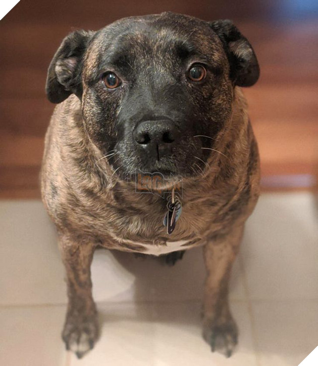 20 bức ảnh về cuộc đời của các bé chó mèo hoang được sen tốt bụng nhận về nuôi khiến bạn thấy ấm lòng 14