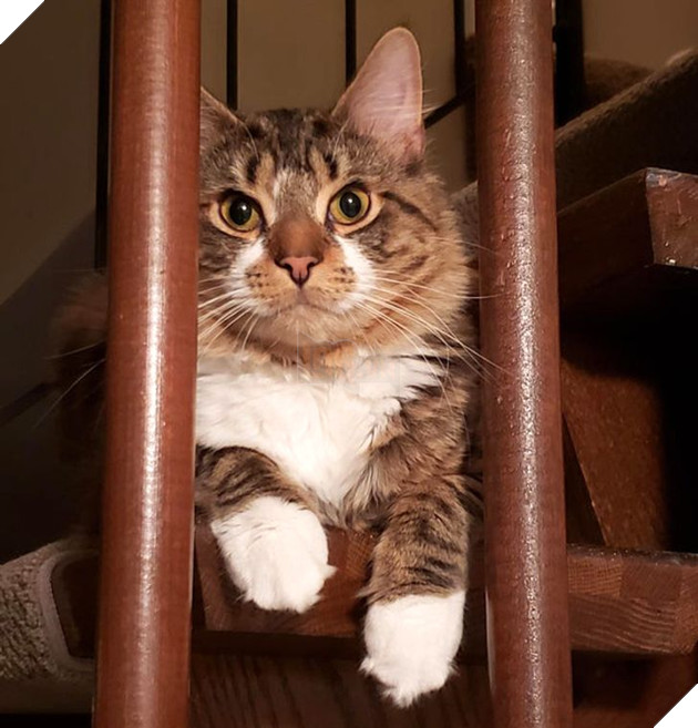 20 bức ảnh về cuộc đời của các bé chó mèo hoang được sen tốt bụng nhận về nuôi khiến bạn thấy ấm lòng 16