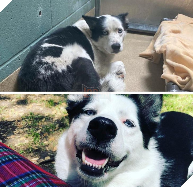 20 bức ảnh về cuộc đời của các bé chó mèo hoang được sen tốt bụng nhận về nuôi khiến bạn thấy ấm lòng 17