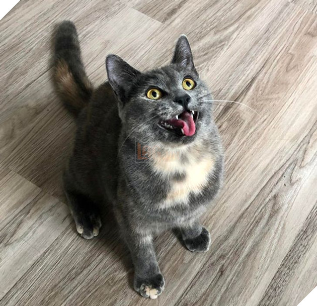 20 bức ảnh về cuộc đời của các bé chó mèo hoang được sen tốt bụng nhận về nuôi khiến bạn thấy ấm lòng 18