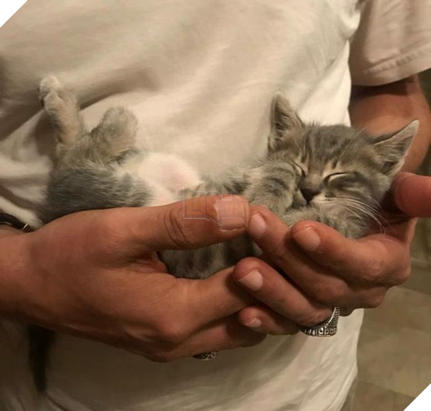 20 bức ảnh về cuộc đời của các bé chó mèo hoang được sen tốt bụng nhận về nuôi khiến bạn thấy ấm lòng 19