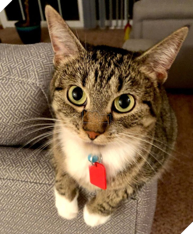 20 bức ảnh về cuộc đời của các bé chó mèo hoang được sen tốt bụng nhận về nuôi khiến bạn thấy ấm lòng 2