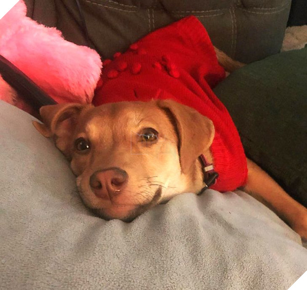 20 bức ảnh về cuộc đời của các bé chó mèo hoang được sen tốt bụng nhận về nuôi khiến bạn thấy ấm lòng 20