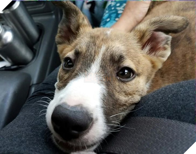 20 bức ảnh về cuộc đời của các bé chó mèo hoang được sen tốt bụng nhận về nuôi khiến bạn thấy ấm lòng 3