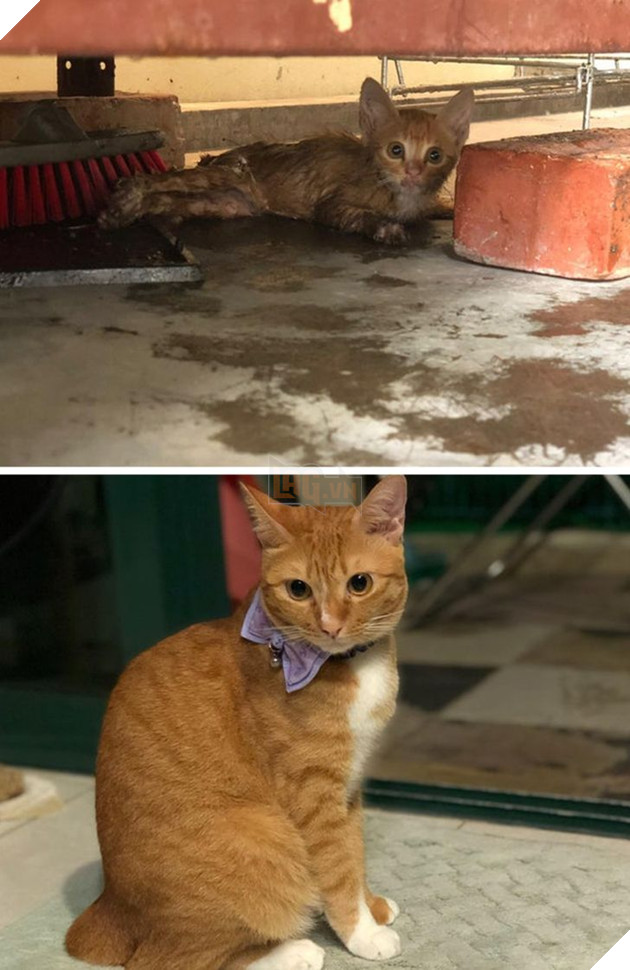 20 bức ảnh về cuộc đời của các bé chó mèo hoang được sen tốt bụng nhận về nuôi khiến bạn thấy ấm lòng 5