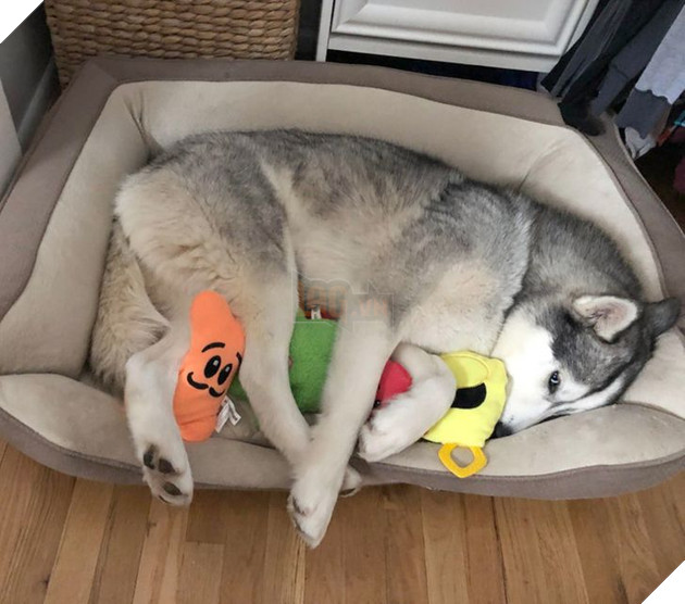 20 bức ảnh về cuộc đời của các bé chó mèo hoang được sen tốt bụng nhận về nuôi khiến bạn thấy ấm lòng 6