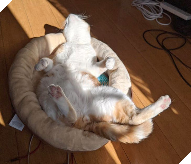 20 bức ảnh về cuộc đời của các bé chó mèo hoang được sen tốt bụng nhận về nuôi khiến bạn thấy ấm lòng 8