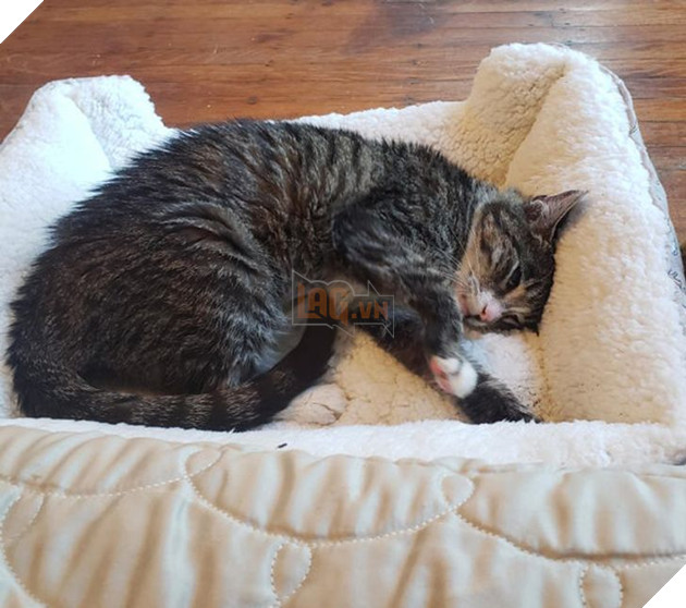 20 bức ảnh về cuộc đời của các bé chó mèo hoang được sen tốt bụng nhận về nuôi khiến bạn thấy ấm lòng 9