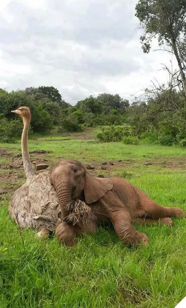 20 hình ảnh tình bạn kỳ lạ giữa các loài động vật khiến cho tâm hồn bạn được sưởi ấm để bắt đầu ngày mới vui vẻ 12