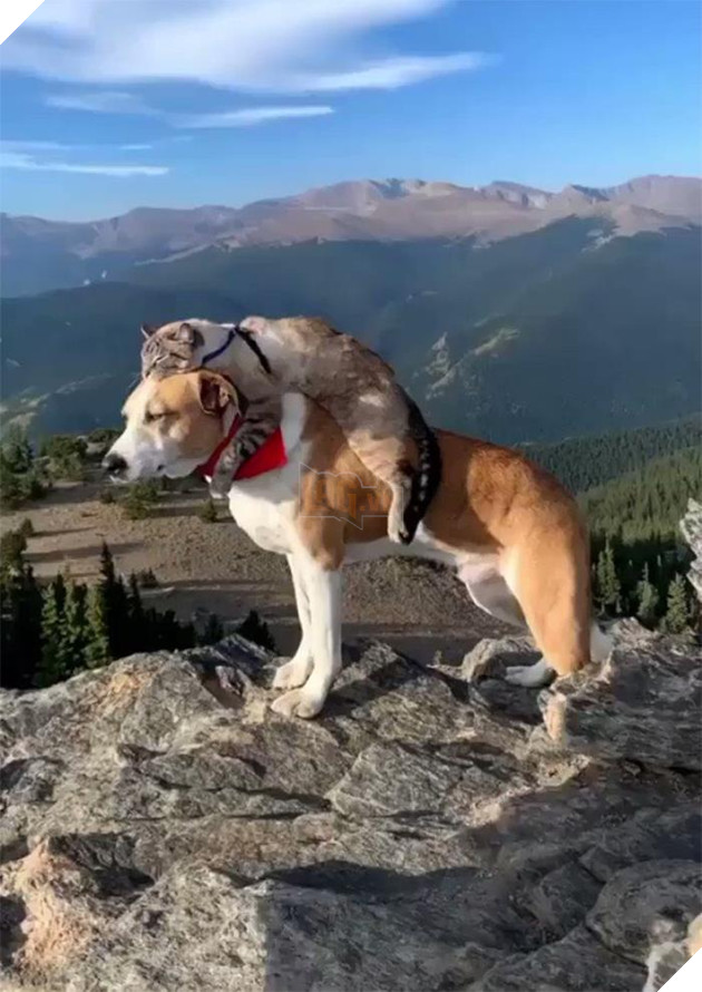 20 hình ảnh tình bạn kỳ lạ giữa các loài động vật khiến cho tâm hồn bạn được sưởi ấm để bắt đầu ngày mới vui vẻ 19