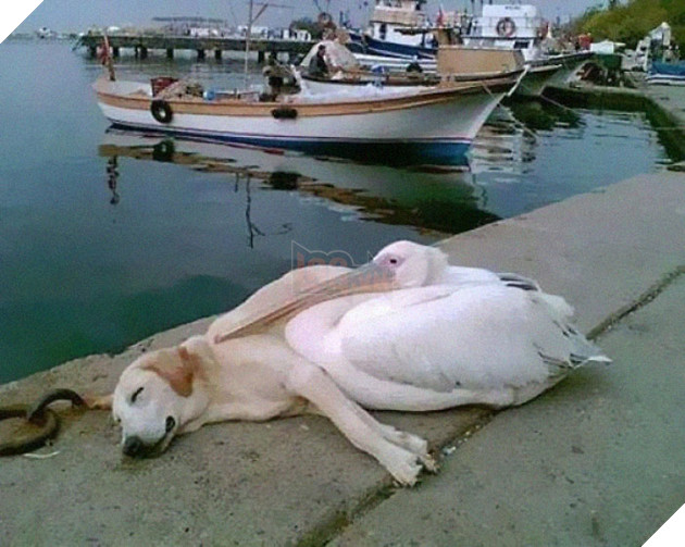 20 hình ảnh tình bạn kỳ lạ giữa các loài động vật khiến cho tâm hồn bạn được sưởi ấm để bắt đầu ngày mới vui vẻ