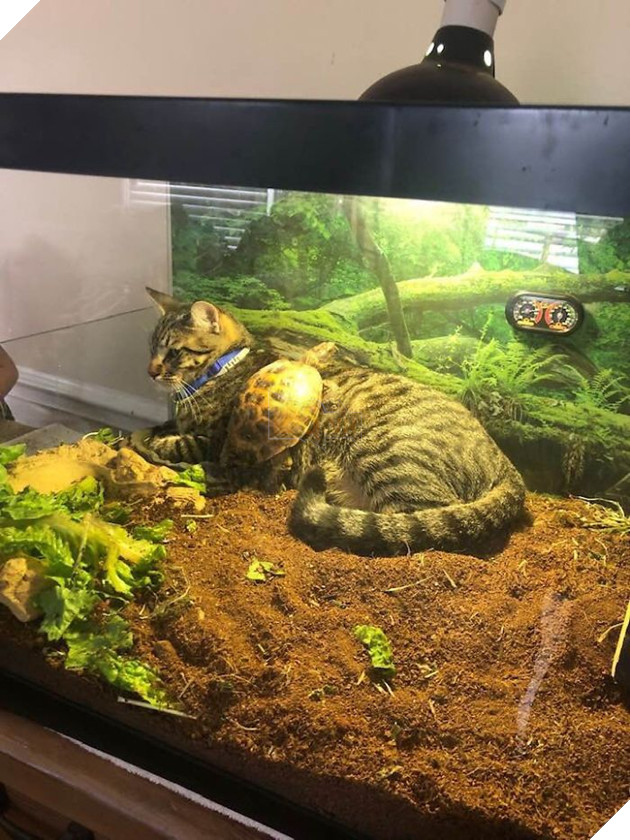 20 hình ảnh tình bạn kỳ lạ giữa các loài động vật khiến cho tâm hồn bạn được sưởi ấm để bắt đầu ngày mới vui vẻ 20