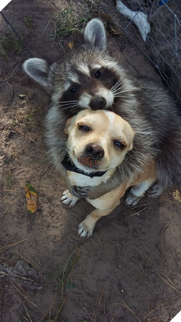 20 hình ảnh tình bạn kỳ lạ giữa các loài động vật khiến cho tâm hồn bạn được sưởi ấm để bắt đầu ngày mới vui vẻ 3