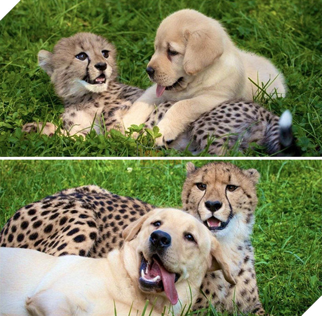 20 hình ảnh tình bạn kỳ lạ giữa các loài động vật khiến cho tâm hồn bạn được sưởi ấm để bắt đầu ngày mới vui vẻ 4