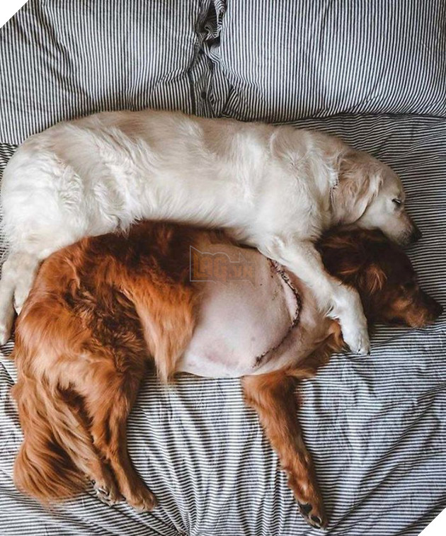 20 hình ảnh tình bạn kỳ lạ giữa các loài động vật khiến cho tâm hồn bạn được sưởi ấm để bắt đầu ngày mới vui vẻ 5