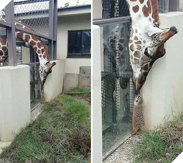 20 hình ảnh tình bạn kỳ lạ giữa các loài động vật khiến cho tâm hồn bạn được sưởi ấm để bắt đầu ngày mới vui vẻ 6