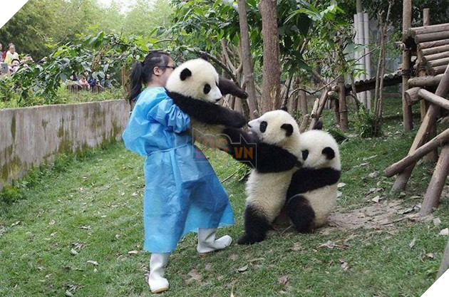 20 hình ảnh tình bạn kỳ lạ giữa các loài động vật khiến cho tâm hồn bạn được sưởi ấm để bắt đầu ngày mới vui vẻ 8