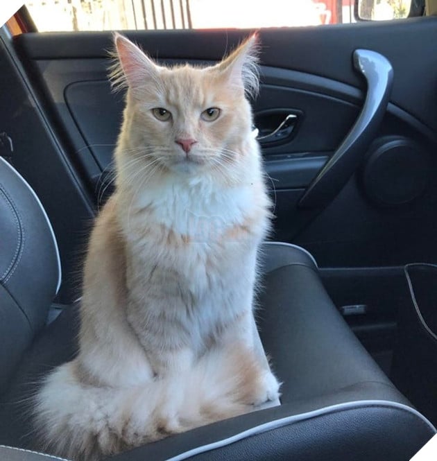 16 hình ảnh cho thấy chó mèo là chúa biểu cảm siêu cute khiến bạn phải yêu thương chúng mãi không thôi 10