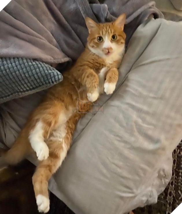 16 hình ảnh cho thấy chó mèo là chúa biểu cảm siêu cute khiến bạn phải yêu thương chúng mãi không thôi 13