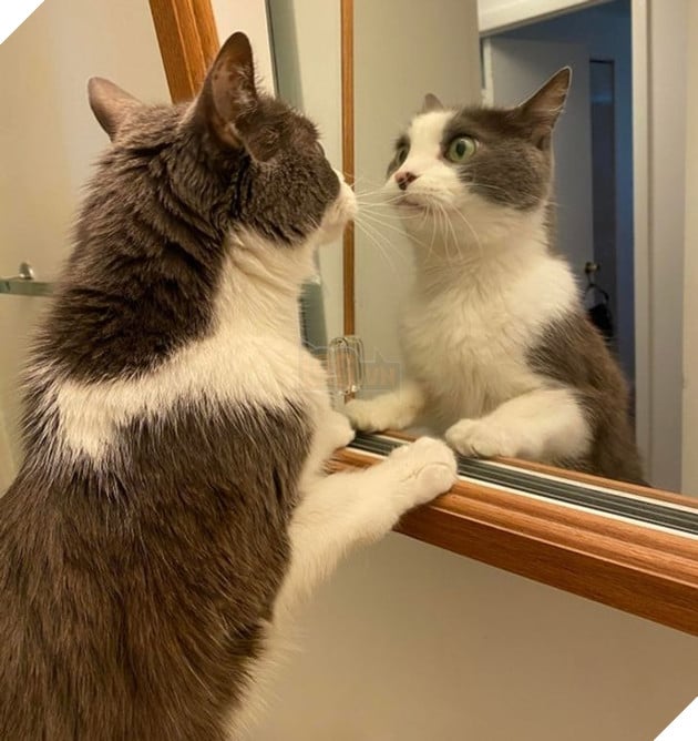 16 hình ảnh cho thấy chó mèo là chúa biểu cảm siêu cute khiến bạn phải yêu thương chúng mãi không thôi 14