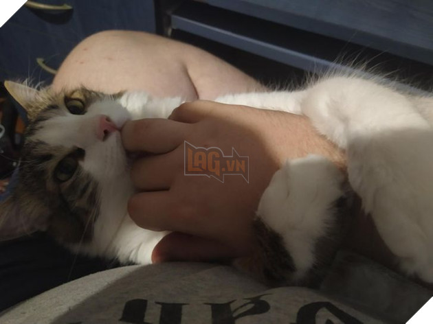 16 hình ảnh cho thấy chó mèo là chúa biểu cảm siêu cute khiến bạn phải yêu thương chúng mãi không thôi 15