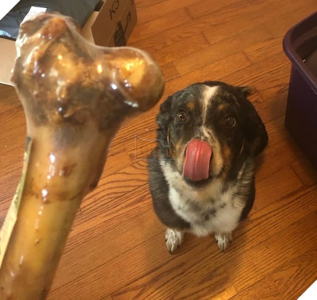 16 hình ảnh cho thấy chó mèo là chúa biểu cảm siêu cute khiến bạn phải yêu thương chúng mãi không thôi 16