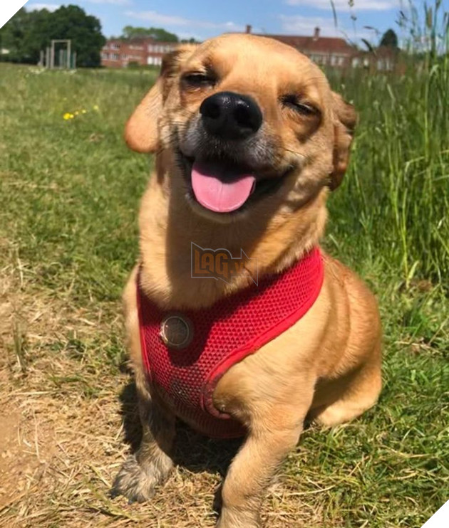 16 hình ảnh cho thấy chó mèo là chúa biểu cảm siêu cute khiến bạn phải yêu thương chúng mãi không thôi 2