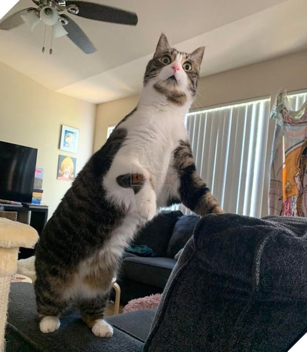 16 hình ảnh cho thấy chó mèo là chúa biểu cảm siêu cute khiến bạn phải yêu thương chúng mãi không thôi 3