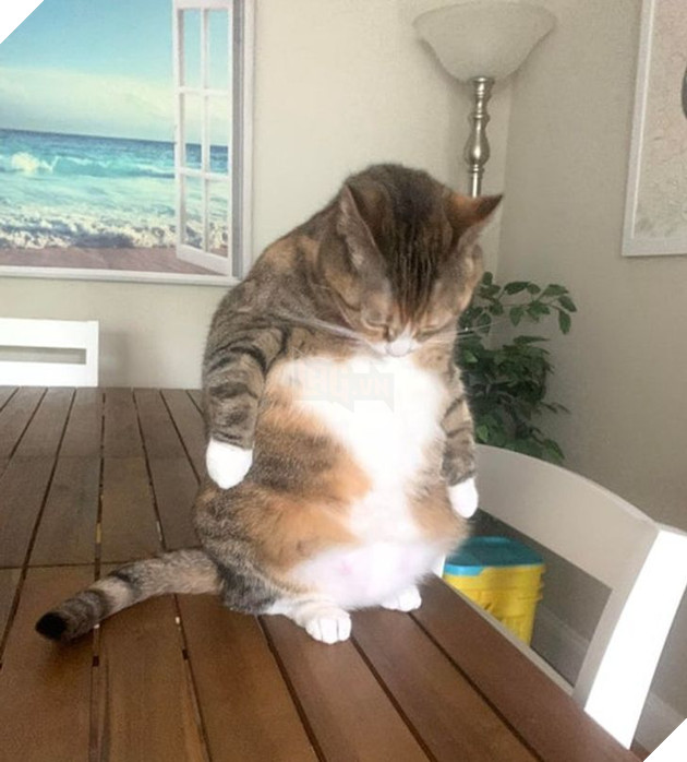 16 hình ảnh cho thấy chó mèo là chúa biểu cảm siêu cute khiến bạn phải yêu thương chúng mãi không thôi 4