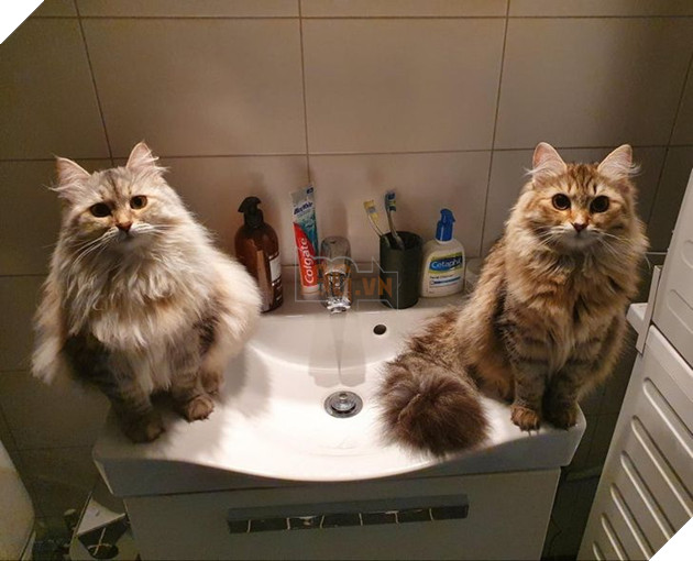 16 hình ảnh cho thấy chó mèo là chúa biểu cảm siêu cute khiến bạn phải yêu thương chúng mãi không thôi 5