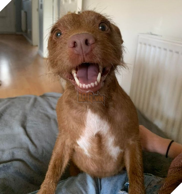 16 hình ảnh cho thấy chó mèo là chúa biểu cảm siêu cute khiến bạn phải yêu thương chúng mãi không thôi 6