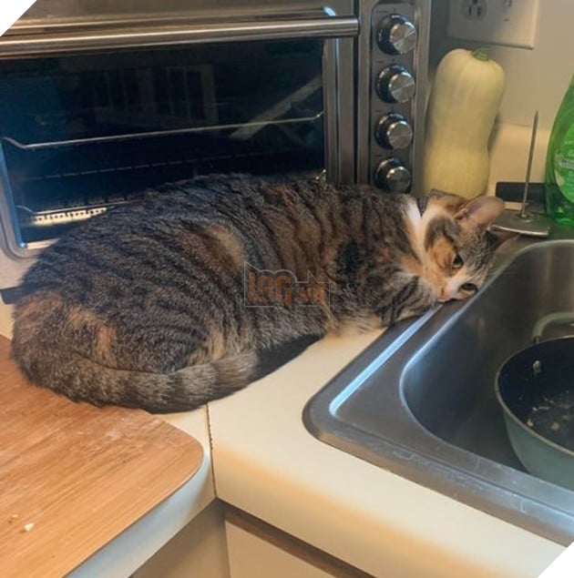 16 hình ảnh cho thấy chó mèo là chúa biểu cảm siêu cute khiến bạn phải yêu thương chúng mãi không thôi 7