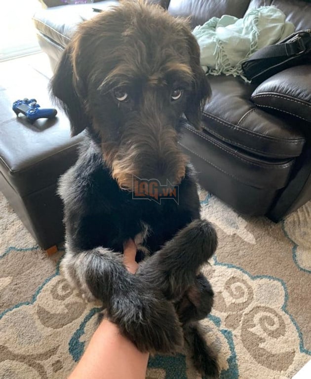 16 hình ảnh cho thấy chó mèo là chúa biểu cảm siêu cute khiến bạn phải yêu thương chúng mãi không thôi 8