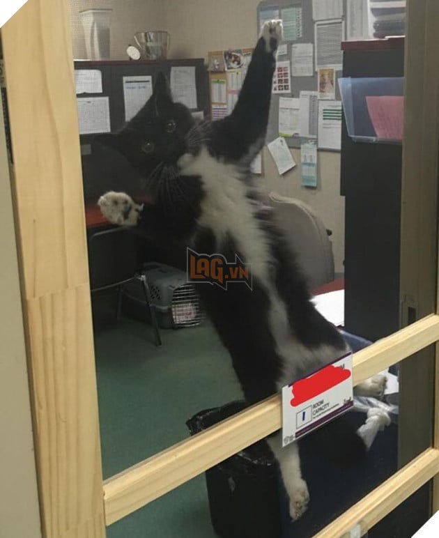 16 hình ảnh cho thấy chó mèo là chúa biểu cảm siêu cute khiến bạn phải yêu thương chúng mãi không thôi 9