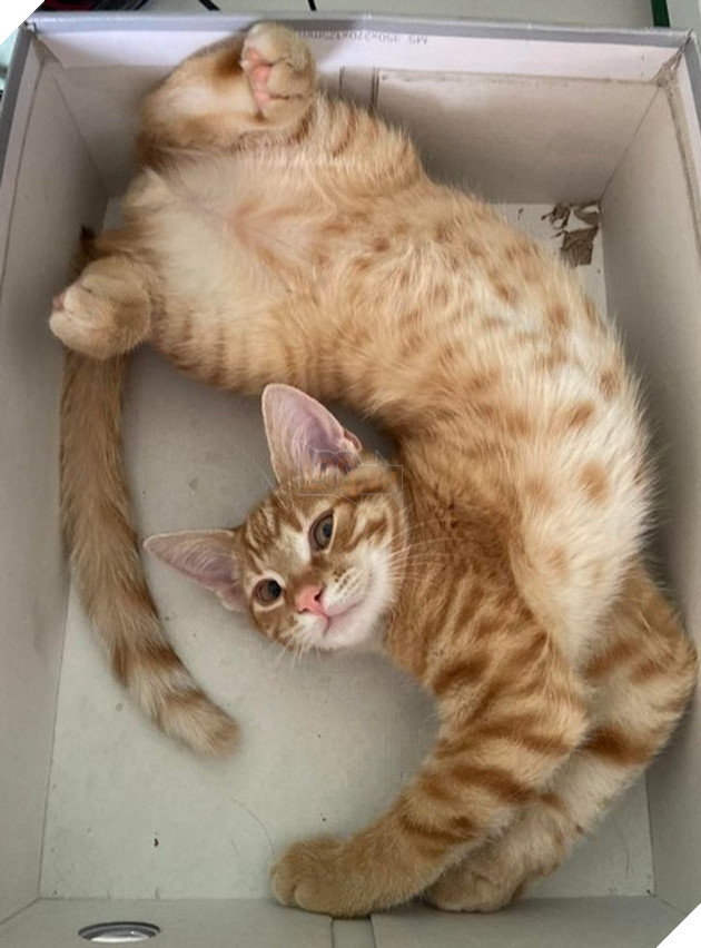 15 hình ảnh cho thấy lũ mèo là bọn người ngoài hành tinh chuẩn bị xâm chiếm Trái Đất 12