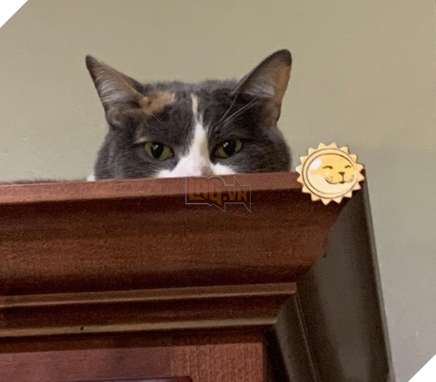 15 hình ảnh cho thấy lũ mèo là bọn người ngoài hành tinh chuẩn bị xâm chiếm Trái Đất 11