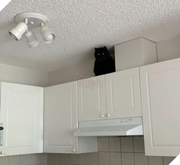 15 hình ảnh cho thấy lũ mèo là bọn người ngoài hành tinh chuẩn bị xâm chiếm Trái Đất 8