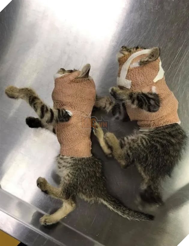 Sự thật đằng sau bức ảnh hai chú hoàng thượng yang hồ bị bó bột gây bão mạng xã hội 2