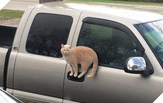 15 hình ảnh cho thấy lũ mèo là bọn người ngoài hành tinh chuẩn bị xâm chiếm Trái Đất 2