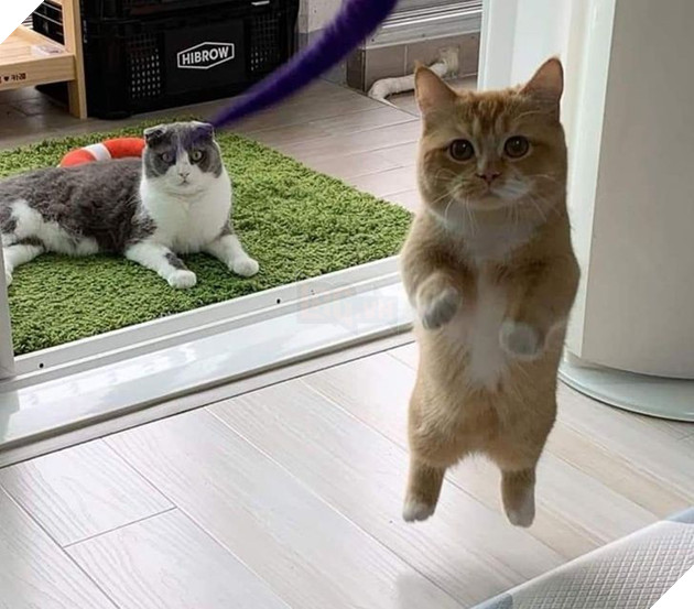 15 hình ảnh cho thấy lũ mèo là bọn người ngoài hành tinh chuẩn bị xâm chiếm Trái Đất 3