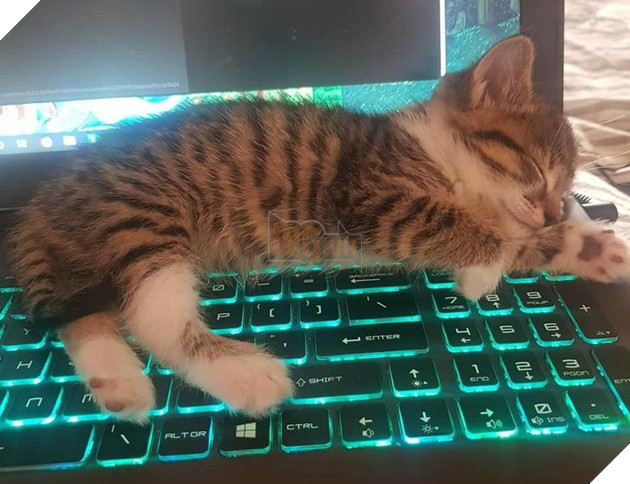 15 hình ảnh cho thấy lũ mèo là bọn người ngoài hành tinh chuẩn bị xâm chiếm Trái Đất 4