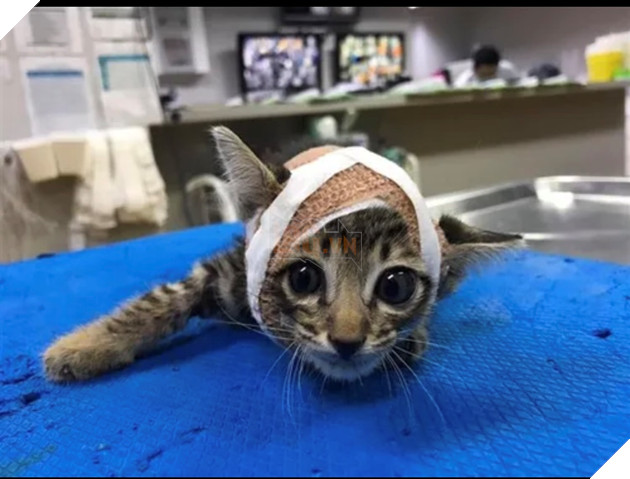 Sự thật đằng sau bức ảnh hai chú hoàng thượng yang hồ bị bó bột gây bão mạng xã hội 5