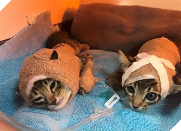 Sự thật đằng sau bức ảnh hai chú hoàng thượng yang hồ bị bó bột gây bão mạng xã hội 6