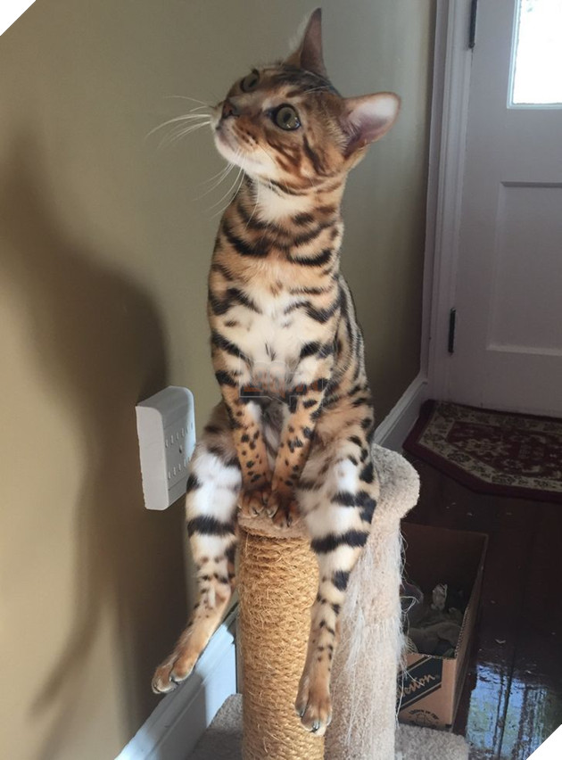 15 hình ảnh cho thấy lũ mèo là bọn người ngoài hành tinh chuẩn bị xâm chiếm Trái Đất 15