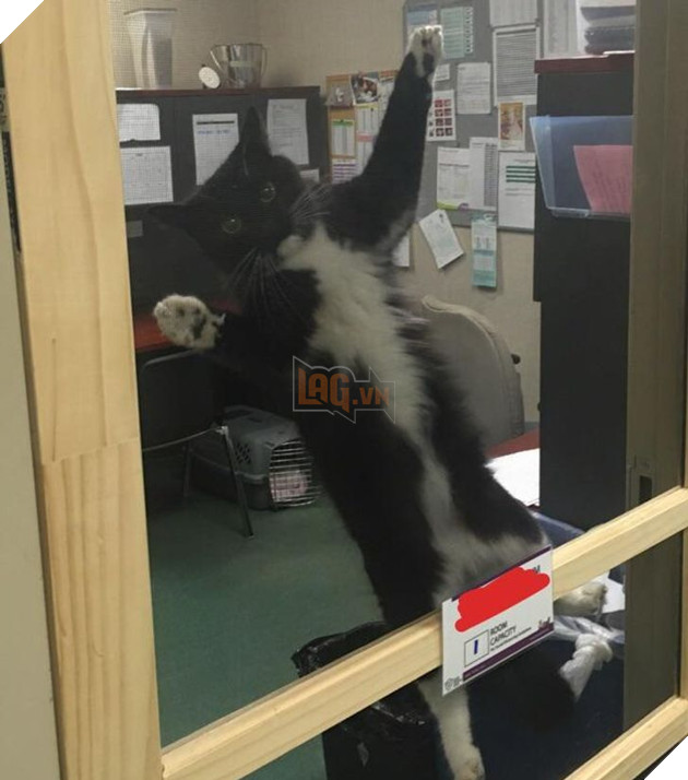 15 hình ảnh cho thấy lũ mèo là bọn người ngoài hành tinh chuẩn bị xâm chiếm Trái Đất 9