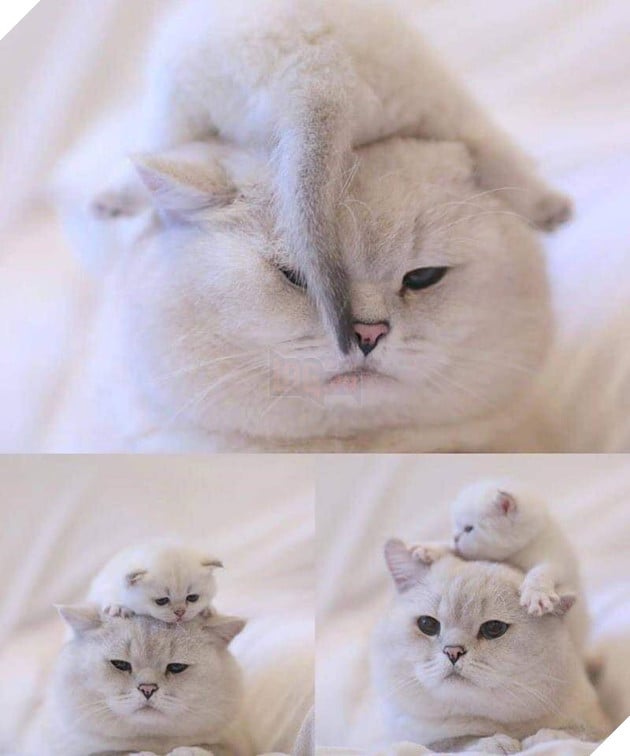 25 hình ảnh cho thấy gia đình mèo là những điều kỳ diệu nhất trên thế giới này 14