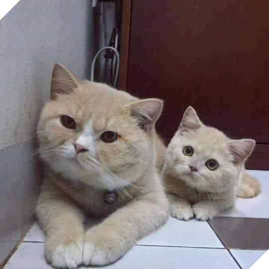 25 hình ảnh cho thấy gia đình mèo là những điều kỳ diệu nhất trên thế giới này 16