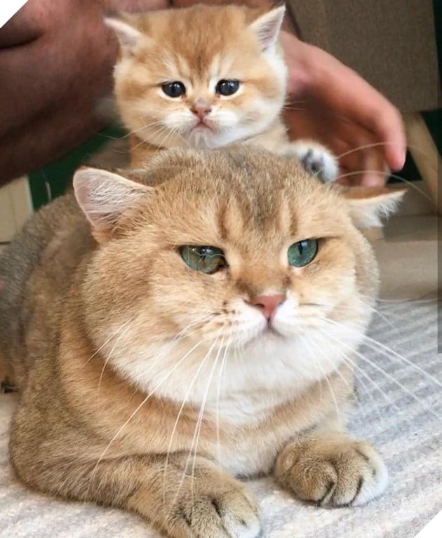 25 hình ảnh cho thấy gia đình mèo là những điều kỳ diệu nhất trên thế giới này 17