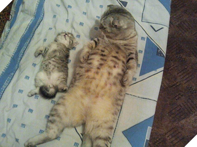 25 hình ảnh cho thấy gia đình mèo là những điều kỳ diệu nhất trên thế giới này 18