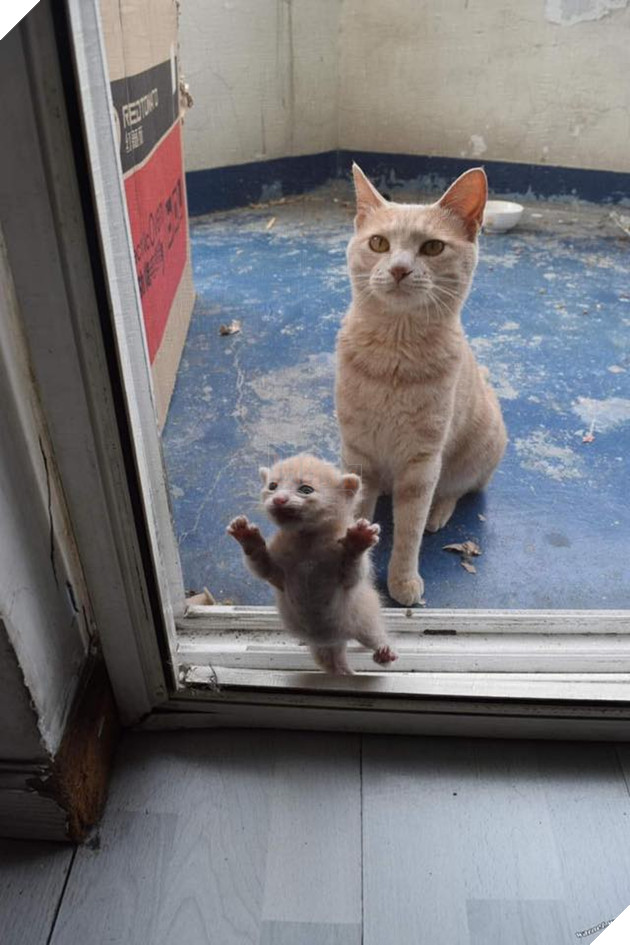 25 hình ảnh cho thấy gia đình mèo là những điều kỳ diệu nhất trên thế giới này 19